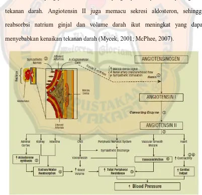 Gambar 2. Sistem Renin-Angiotensin-Aldosterone Sebagai Salah Satu Mekanisme Hipertensi (Saseen and MacLaughlin, 2008) 