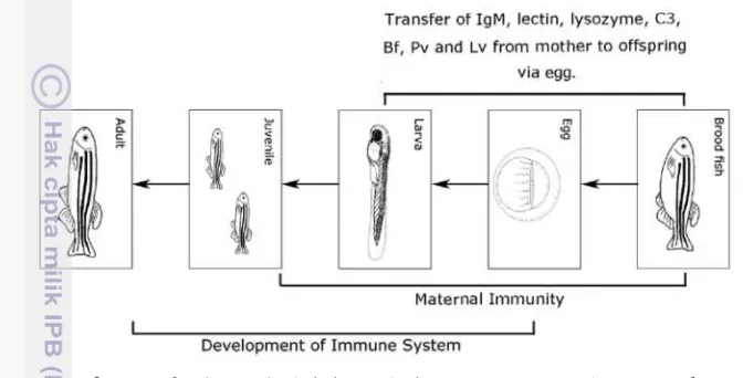 Gambar 6.Transfer imun induk kepada keturunannya (Zhang et al. 2013). 