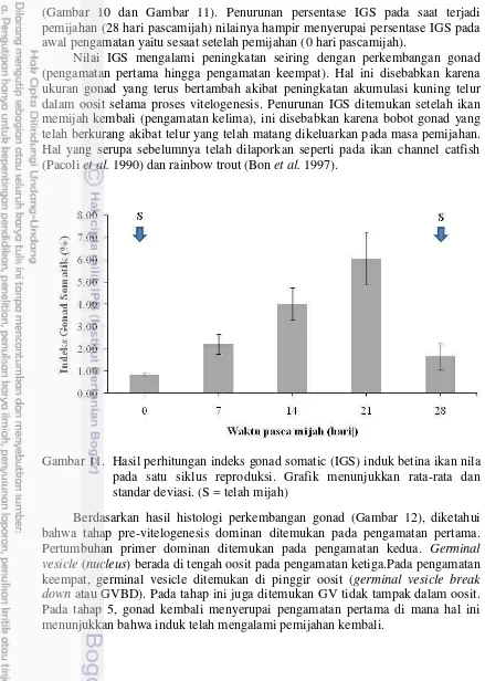 Gambar 11.  Hasil perhitungan indeks gonad somatic (IGS) induk betina ikan nila pada satu siklus reproduksi