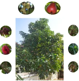 Gambar 1. Morfologi tanaman jambu jamaika 