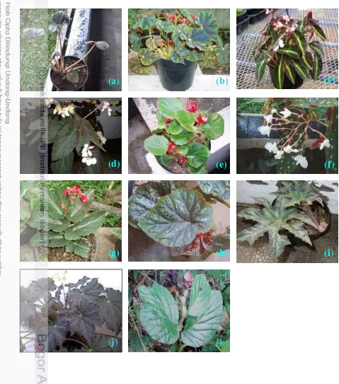 Gambar 1    Sebelas spesies dan kultivar Begonia. 