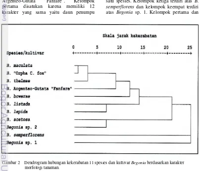 Gambar 2    Dendrogram hubungan kekerabatan 11 spesies dan kultivar Begonia berdasarkan karakter 