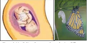 Figure 3.Manik Ring Cucupu and pupa having different 