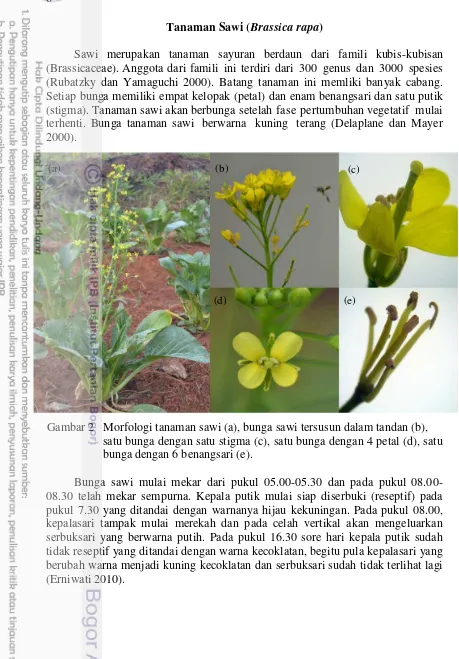 Gambar 2   Morfologi tanaman sawi (a), bunga sawi tersusun dalam tandan (b), 