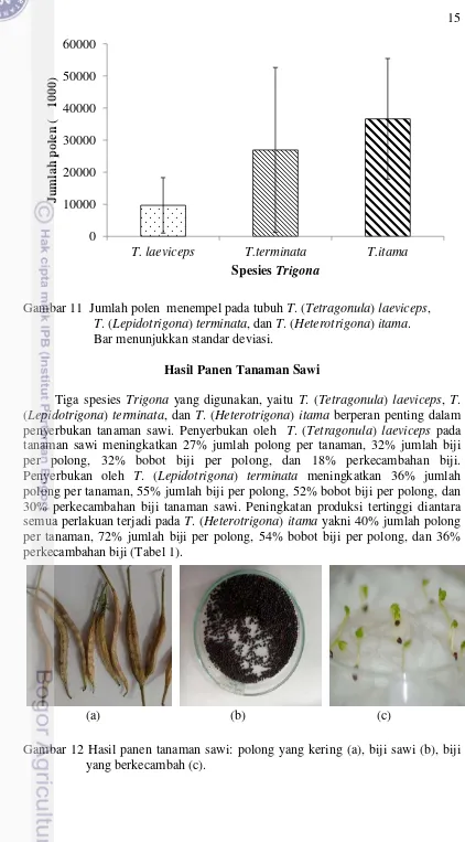 Gambar 12 Hasil panen tanaman sawi: polong yang kering (a), biji sawi (b), biji 