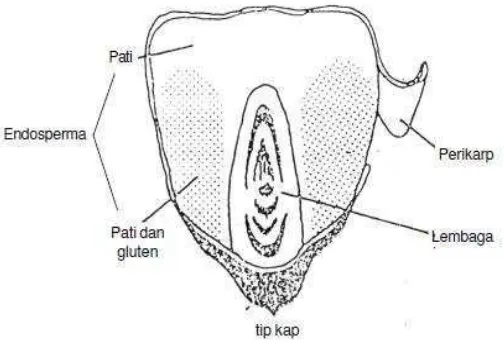 Gambar 2.  Struktur biji jagungSumber : Suarni dan Widowati (2011).