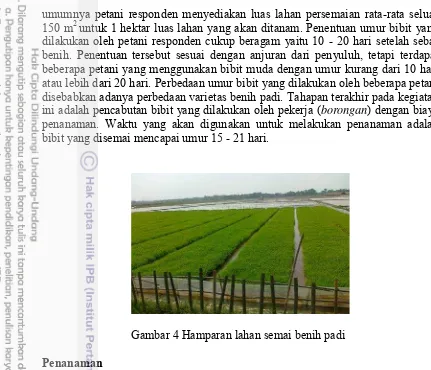 Gambar 4 Hamparan lahan semai benih padi 