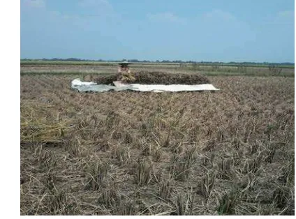 Gambar 9 Kegiatan panen padi di lahan sawah 