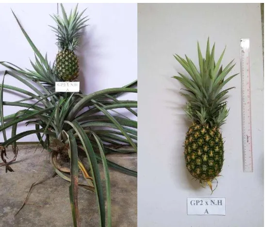 Gambar 1. Salah satu contoh nanas yang ditanam di PT. Great Giant Pineapple (GGP) (Sumber : Koleksi Pribadi, 2015)