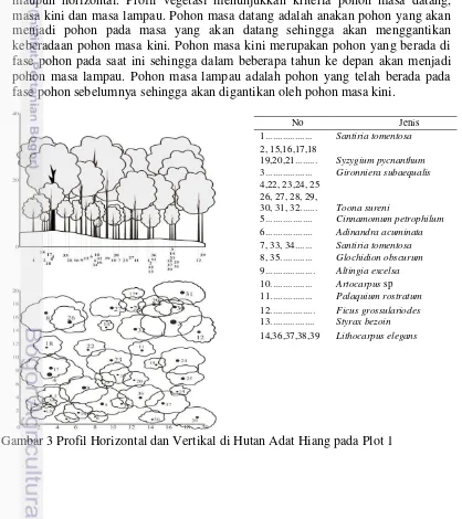 Gambar 3 Profil Horizontal dan Vertikal di Hutan Adat Hiang pada Plot 1 