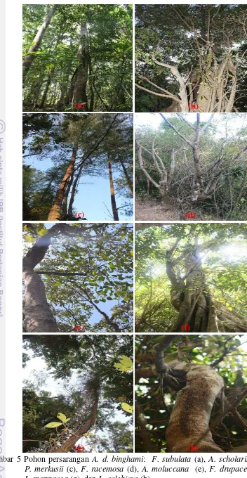 Gambar 5 Pohon persarangan A. d. binghami:  F. subulata (a), A. scholaris (b),    