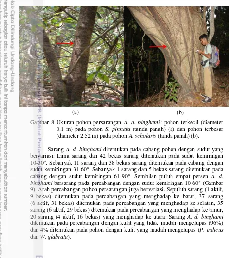 Gambar 8 Ukuran pohon persarangan A. d. binghami: pohon terkecil (diameter   