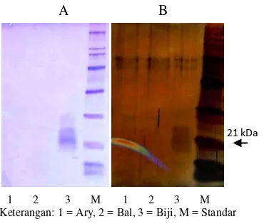 Gambar 3  Hasil SDS-PAGE ekstrak protein dari kulit dan biji buah kakao dengan pewarna biru Coomassie (A) dan pewarna AgNO3 (B)