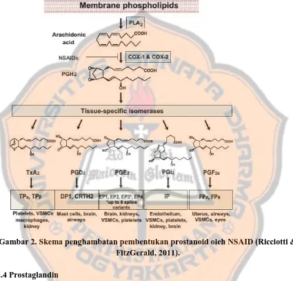 Gambar 2. Skema penghambatan pembentukan prostanoid oleh NSAID (Ricciotti &  FitzGerald, 2011)