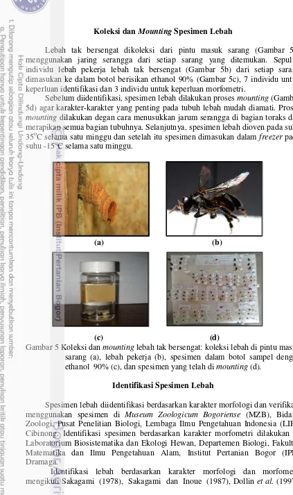 Gambar 5 Koleksi dan mounting lebah tak bersengat: koleksi lebah di pintu masuk 