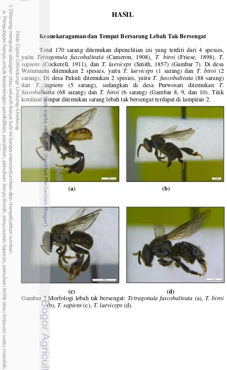 Gambar 7 Morfologi lebah tak bersengat: Tetragonula fuscobalteata (a), T. biroi 