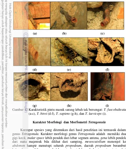 Gambar 12 Karakteristik pintu masuk sarang lebah tak bersengat: T. fuscobalteata 