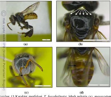 Gambar 13 Karakter morfologi T. fuscobalteata: lebah pekerja (a), mesoscutum 