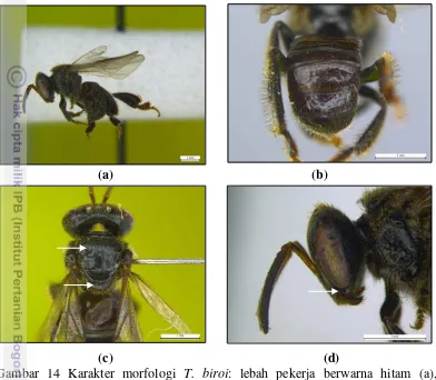 Gambar 14 Karakter morfologi T. biroi: lebah pekerja berwarna hitam (a), 