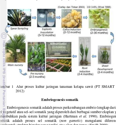 Gambar 1  Alur proses kultur jaringan tanaman kelapa sawit (PT SMART Tbk 