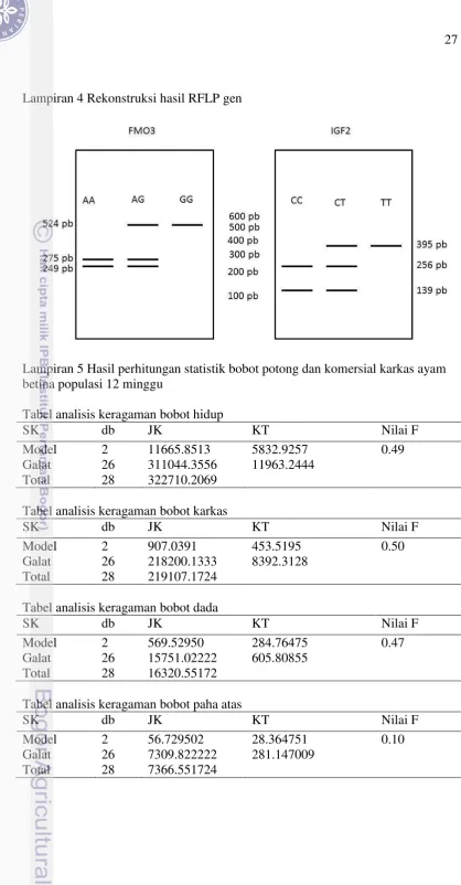 Tabel analisis keragaman bobot hidup 