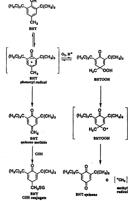 Gambar 1. Metabolisme BHT yang menghasilkan senyawa elektrofil quinone metida dan radikal metil (Murakami et al, 1999) 