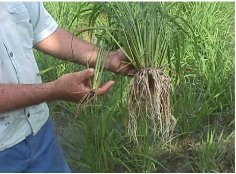 Fig. 1. These two rice plants grown on the farm of Sr Luis Romero in San Antonio de los Baños, Cuba, are both the same age (52 days after germination) and same genotype (VN 2084 variety)
