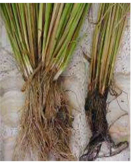 Fig. 2. Rice plant roots grown under mostly aerobic soil conditions of SRI management (left) and conventional looded conditions (right)