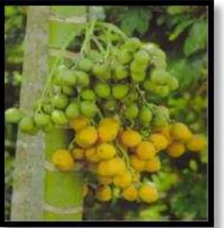 Gambar 2.1 Buah pinang muda dan buah pinang matang (Wikipedia, 2014) 