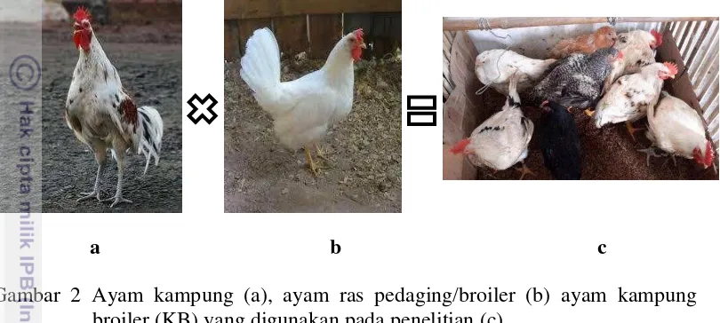 Gambar 2 Ayam kampung (a), ayam ras pedaging/broiler (b) ayam kampung 