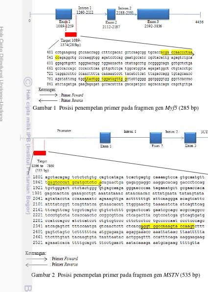 Gambar 1  Posisi penempelan primer pada fragmen gen Myf5 (285 bp) 
