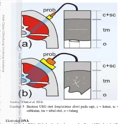 Gambar 5  Ilustrasi USG otot longissimus dorsi pada sapi, c = kutan, sc = 