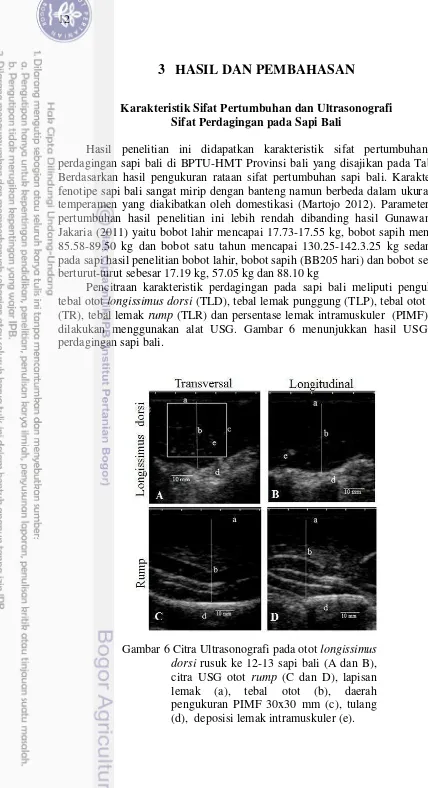 Gambar 6 Citra Ultrasonografi pada otot longissimus 