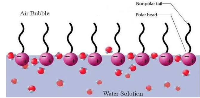Gambar 2.  Tampilan orientasi bagian kepala surfaktan pada media air 
