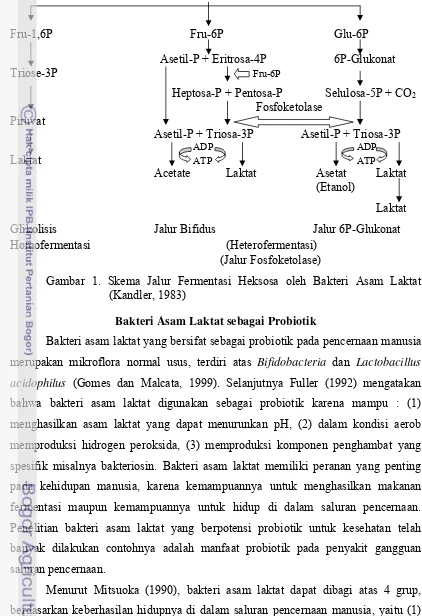 Gambar 1. Skema Jalur Fermentasi Heksosa oleh Bakteri Asam Laktat 