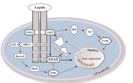 Gambar 2.6 Mekanisme signaling dari leptin  (Bernotiene et al., 2006). 
