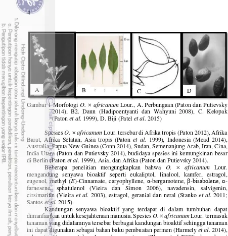 Gambar 1 Morfologi  O. × africanum Lour., A. Perbungaan (Paton dan Putievsky 