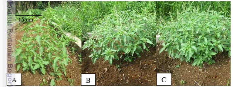 Gambar 3 Variasi kerapatan cabang pada tanaman  O. × africanum Lour. A. Jarang, 