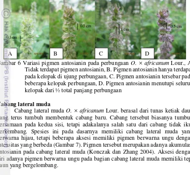 Gambar 7 Variasi pigmen warna ungu pada cabang lateral muda  O. × africanum 