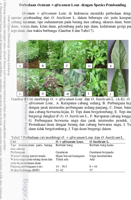 Gambar 8 Ciri morfologi  O. × africanum Lour. dan O. basilicum L. (A-E): O. × 