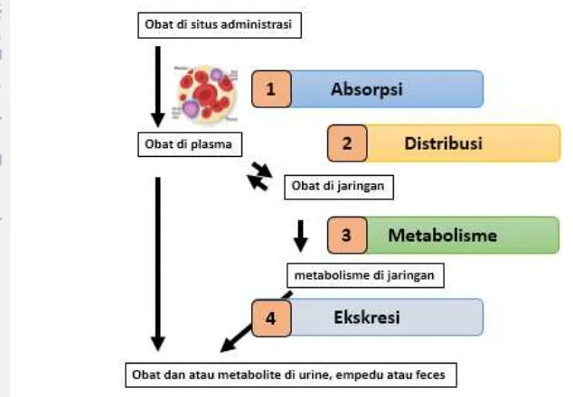 Gambar 1 Mekanisme obat dalam tubuh (Shargel  et al. 2012) 