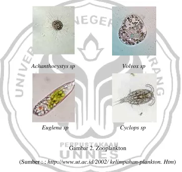 Gambar 2. Zooplankton 
