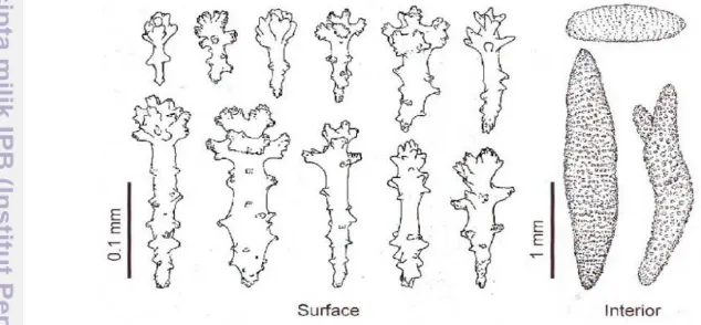 Gambar 1Bentuk umum sklerit pada karang lunak Sinularia (Fabricius dan 