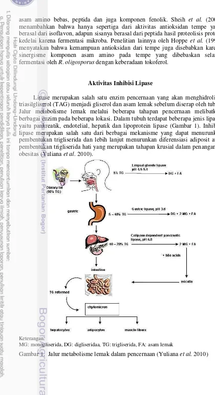 Gambar 1.  Jalur metabolisme lemak dalam pencernaan (Yuliana et al. 2010) 