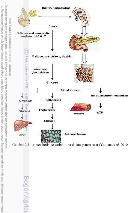 Gambar 2 Jalur metabolisme karbohidrat dalam pencernaan (Yuliana et al. 2010) 