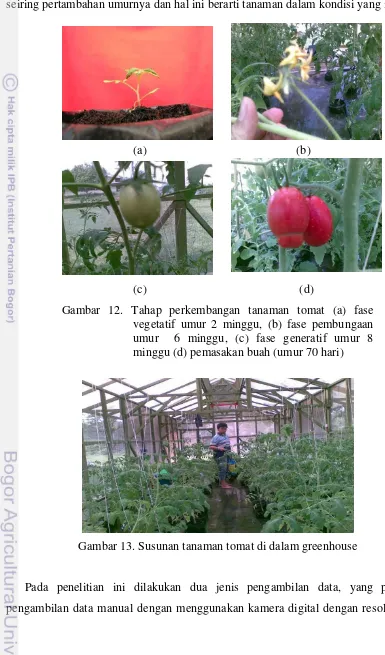 Gambar 12. Tahap perkembangan tanaman tomat (a) fase  