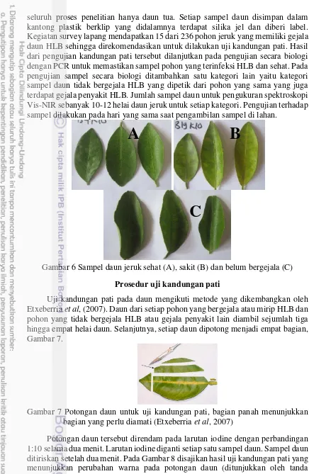Gambar 6 Sampel daun jeruk sehat (A), sakit (B) dan belum bergejala (C) 