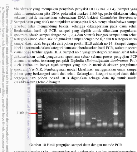Gambar 10 Hasil pengujian sampel daun dengan metode PCR 