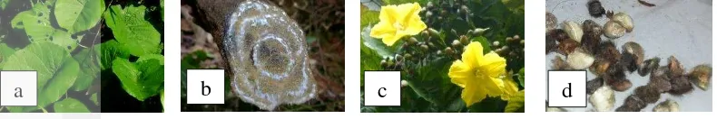 Gambar 1 Tumbuhan M. peltata: a) Daun; b) Batang; c) Bunga; d) Biji 