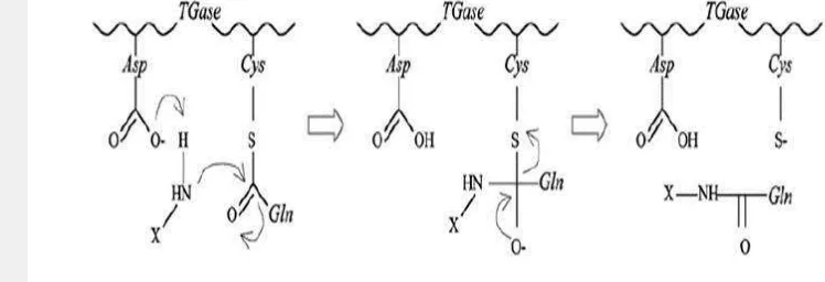 Gambar 1 Mekanisme reaksi enzim TGase (Motoki dan Seguro 1998) 